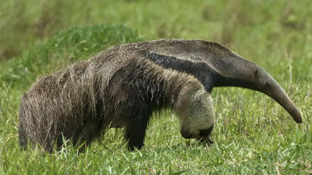 Aus traurigem Grund ist der Große Ameisenbär gefährlicher als erwartet