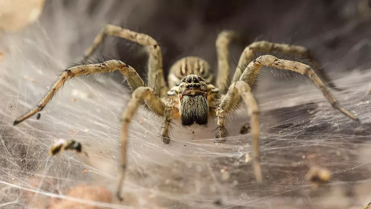 Australien: Eine Riesenkrabbenspinne frisst ein Beuteltier