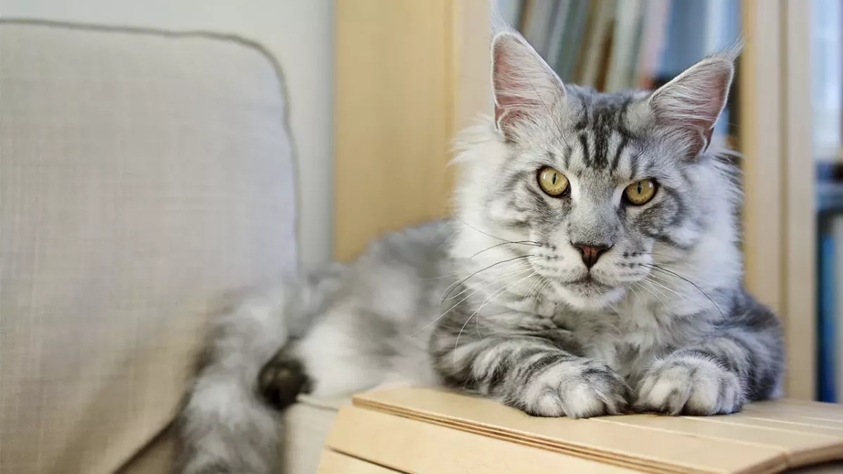 Besitzerin der größten Katze der Welt erschreckt mit diesem gemeinsamen Foto