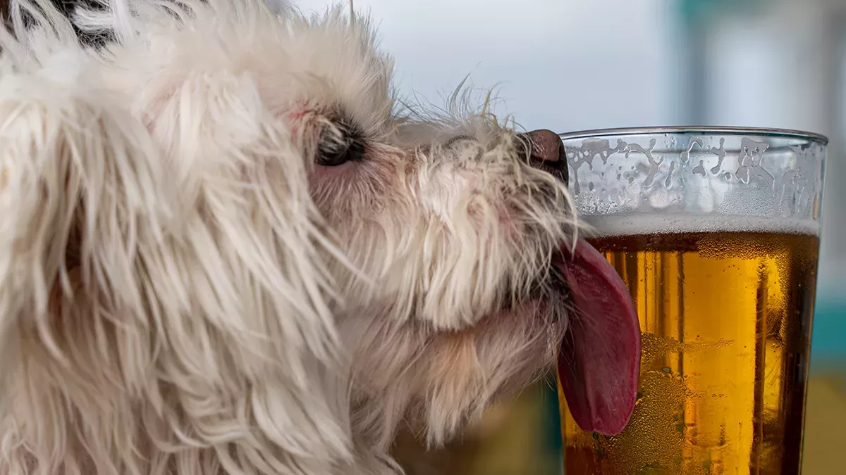 Brauerei bietet Freibier, wenn ihr jetzt einen Hund adoptiert.