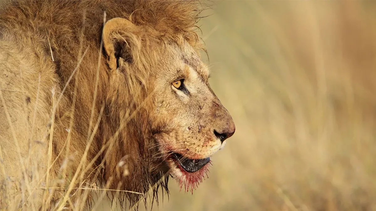 Das ist die Top 10 der gefährlichsten Tiere der Welt