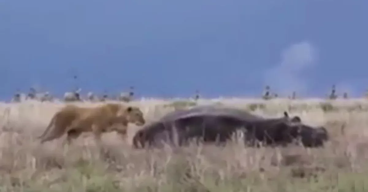 Die Löwin greift ein Nilpferd an und bereut es sofort