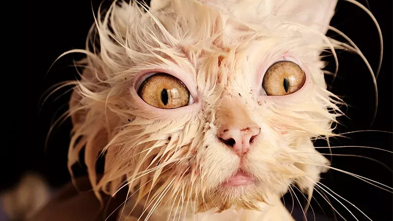 2 Millionen Katzen sollen in Australien mit elendiger Methode getötet werden
