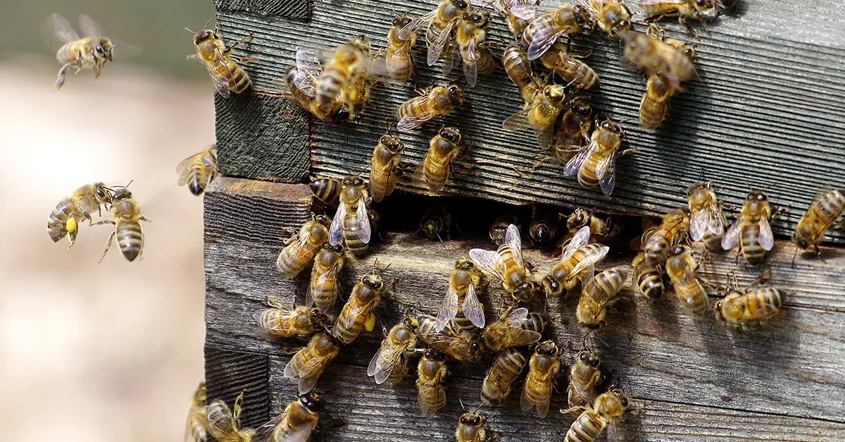 Der Bienenstock in Notre-Dame hat sich beim Brand äußerst spannend verhalten