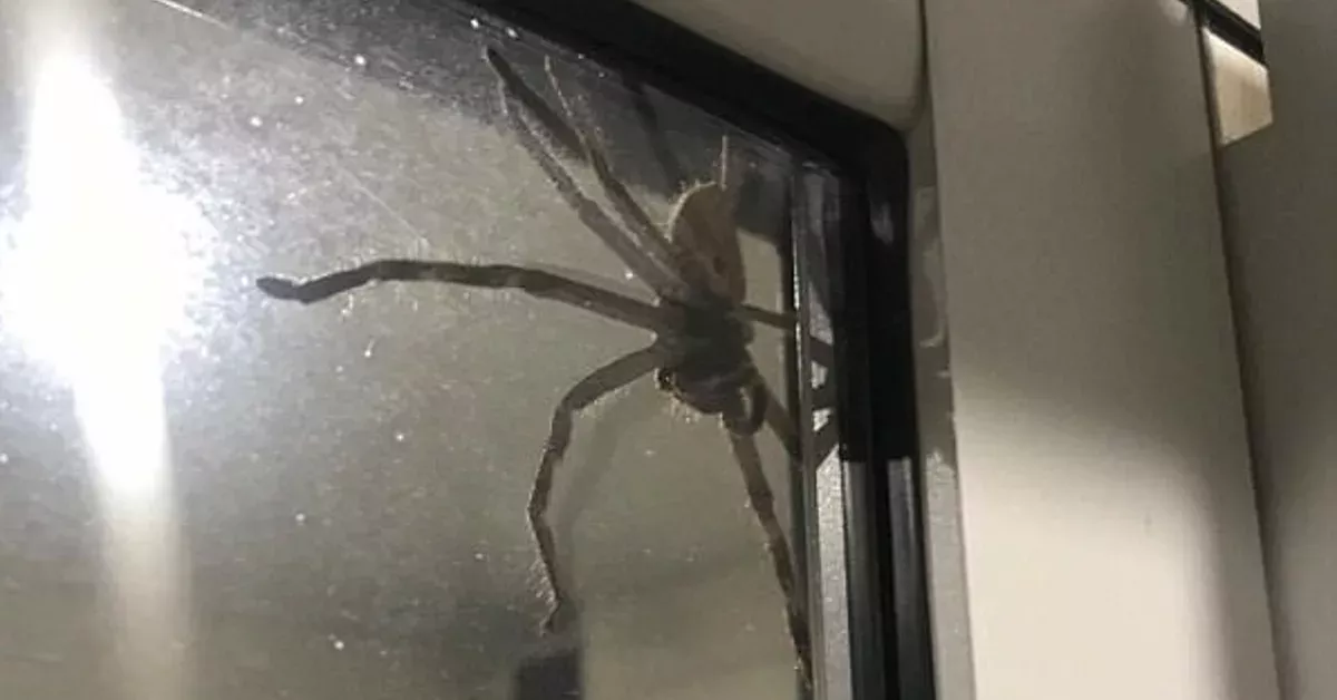Ein Pärchen trifft in Australien auf eine riesige Spinne