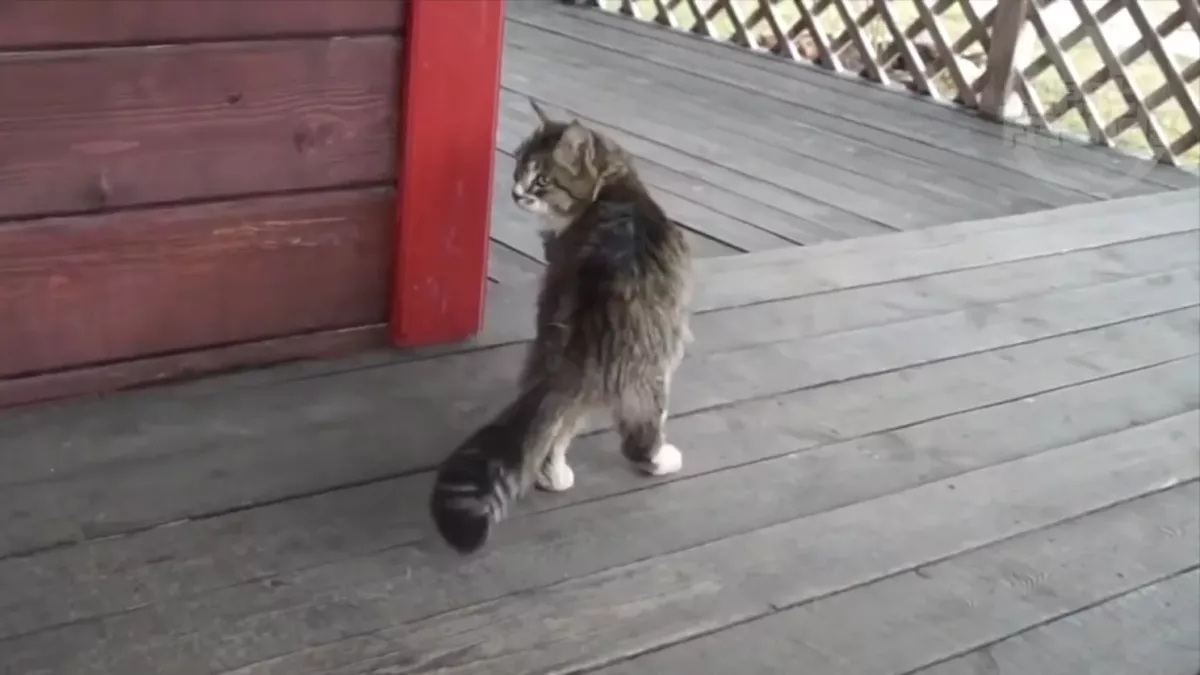 Katze läuft wie ein Pferd