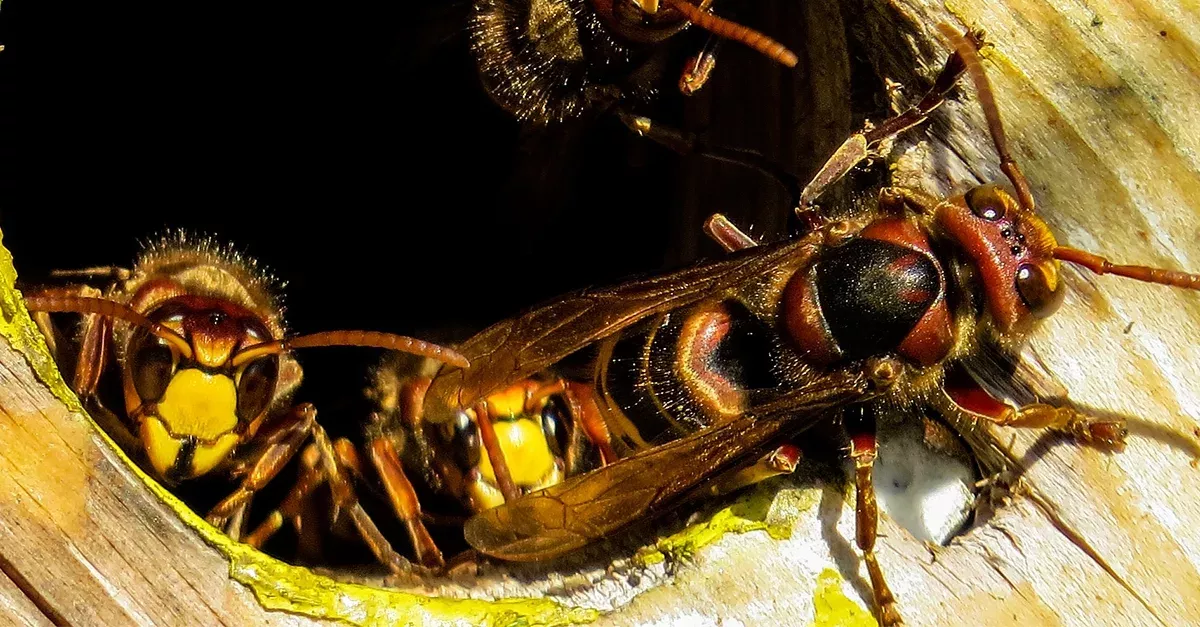 Was diese Hornissen mit ihrem Opfer anstellen, ist richtig verstörend (Video)