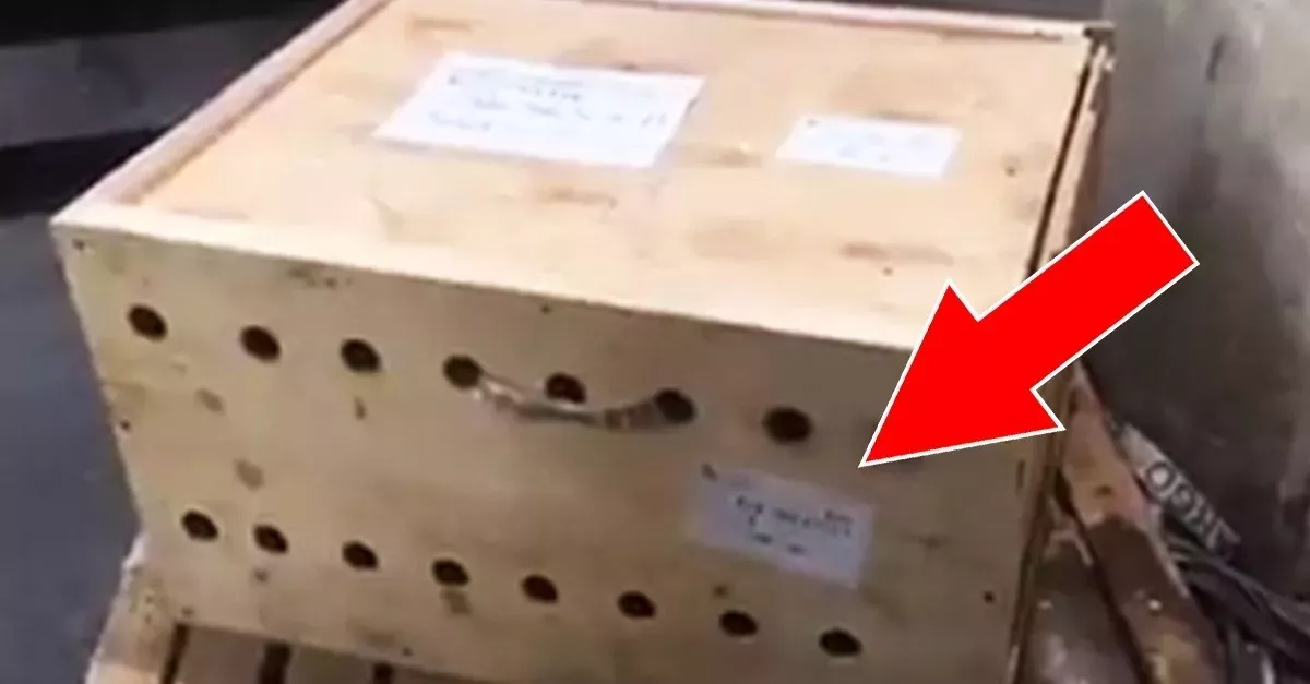 Die Behörden entdeckten drei Tigerbabys in einer am Flughafen herumstehenden Kiste