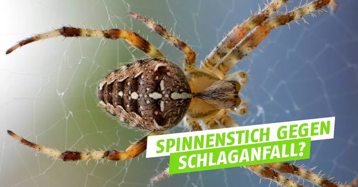 Wie ein Spinnenstich einen Schlaganfall stoppen könnte