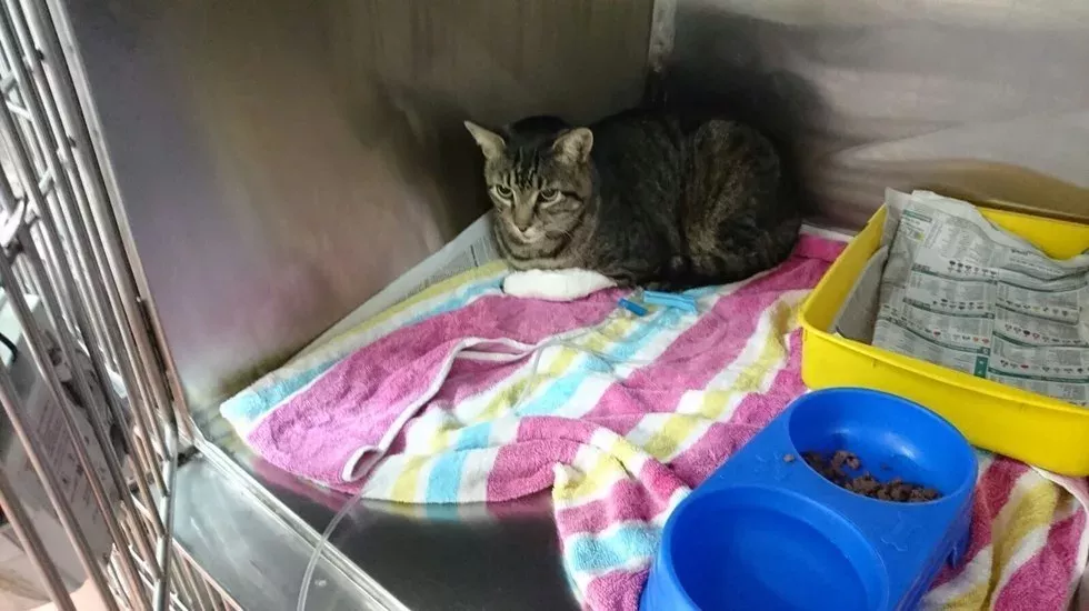 Ein Mann findet seine Katze nach 11 Jahren wieder