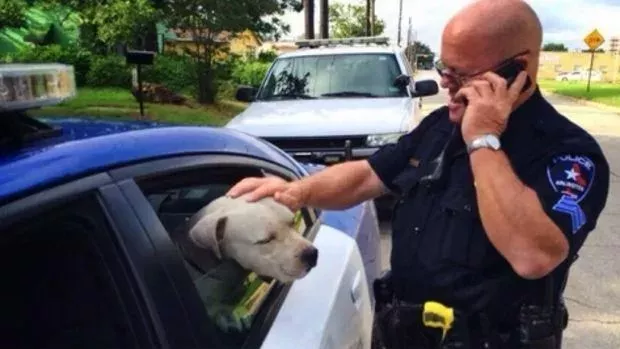 Ein Polizist rettet den Pitbull, den er erschießen soll!