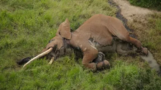 Satao II: Einer der letzten Elefanten mit riesigen Stoßzähnen ist tot