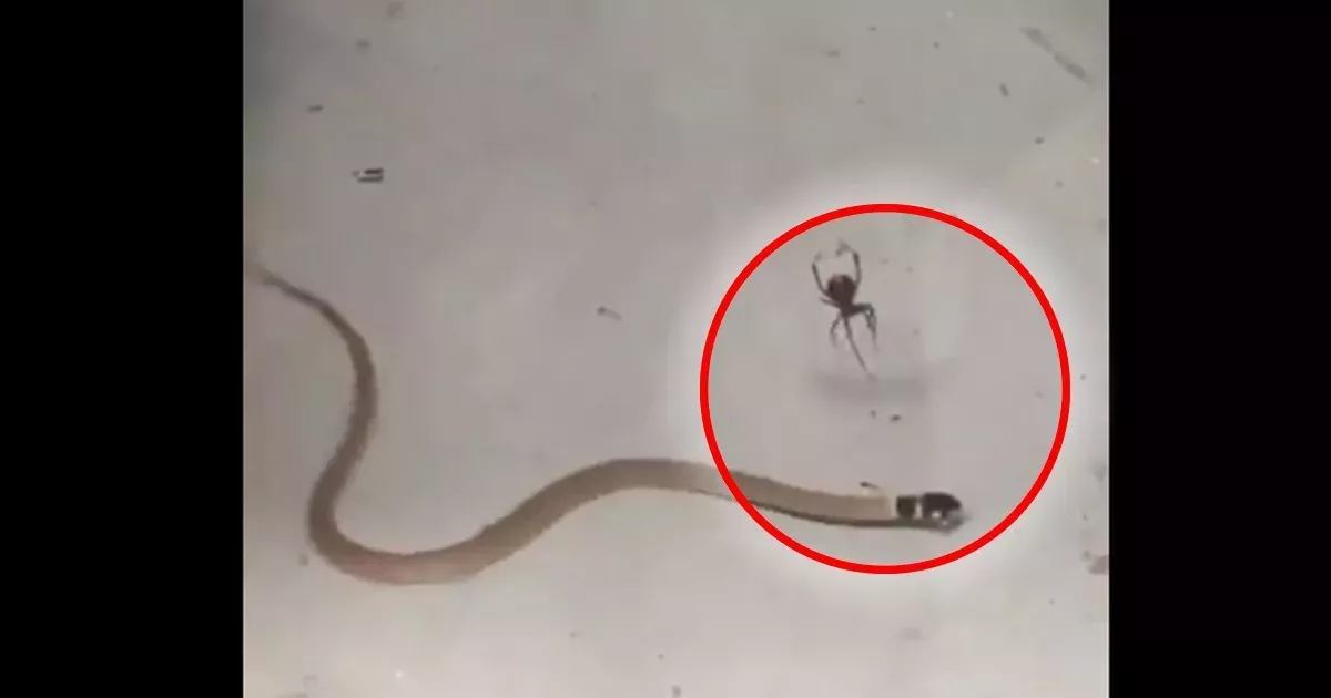 Diese Schlange hat sich ein einem Spinnennetz verfangen