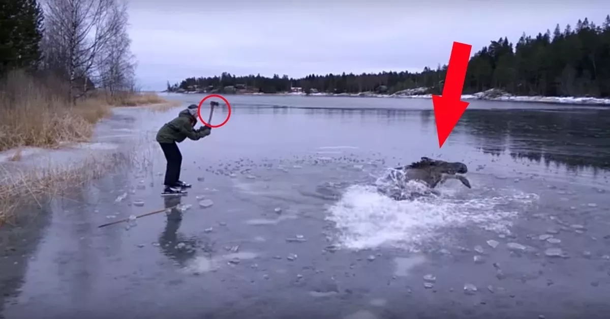Helfer retten einen Elch aus dem eiskalten Wasser