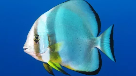 Tonaufnahmen beweisen! Diese Fische „singen“ im Ozean vor sich hin