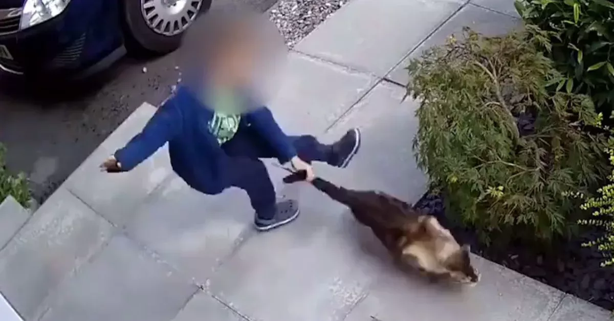 Er quält die Katze - doch die Überwachungskamera hält ihre Rache fest