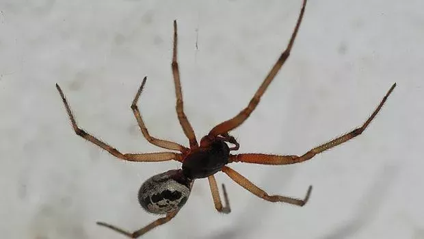 Was passiert, wenn eine falsche schwarze Witwe und eine Wespe kämpfen?