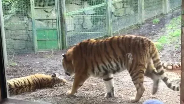 Das passiert, wenn ein Tiger während seines Nickerchens gestört wird