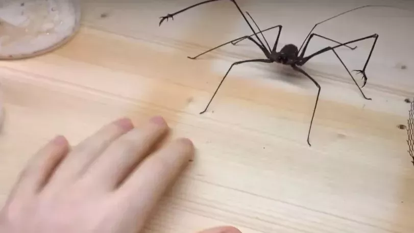 Das Haustier, was ihr niemals haben wollt