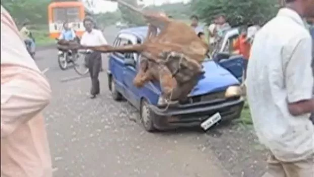 Achtung! So sieht Wildwechsel in Indien aus!
