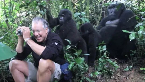 Dieser Tourist hat in Uganda das Glück, Gorillas ganz nah zu kommen