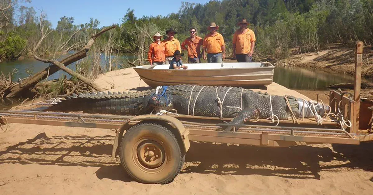 Riesiges Leistenkrokodil nach jahrelanger Verfolgungsjagd in Australien gefangen