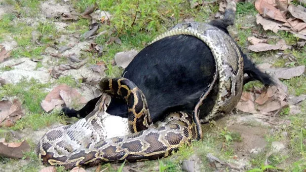 Dorfbewohner schauen dem angsteinflößenden Mahl eines Pythons in Indien zu