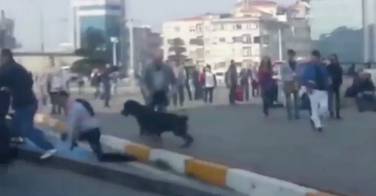 Straßenschlägerei: Plötzlich greift ein Rottweiler ein