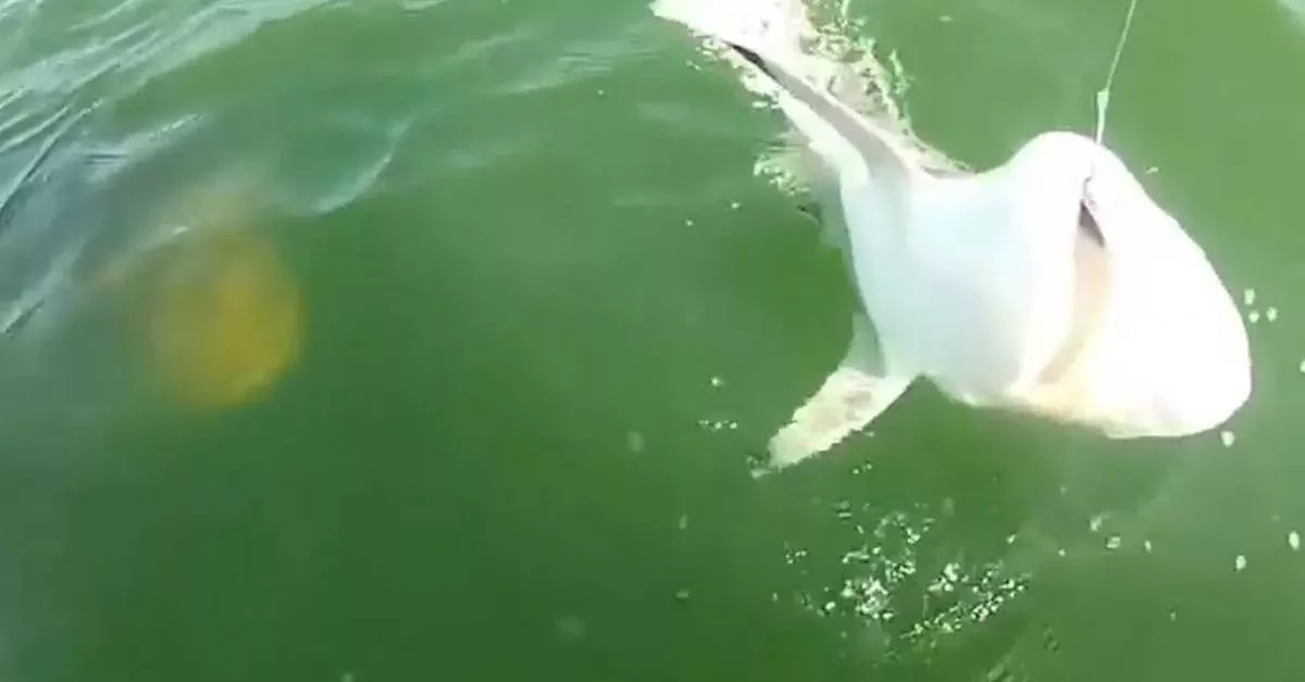 Riesiger Fisch verschlingt einen Hai mit nur einem Bissen!