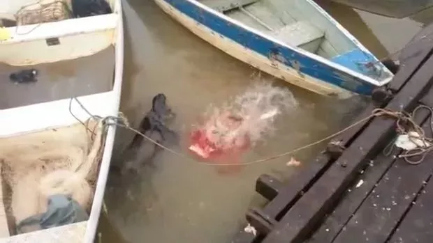 Touristen füttern in Brasilien ausgehungerte Piranhas in einem Fluss