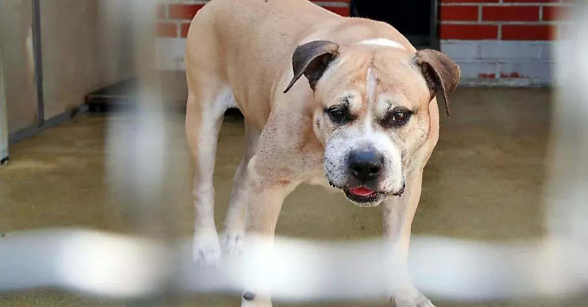 Neues vom Kampfhund, der seine Besitzer zu Tode gebissen haben soll