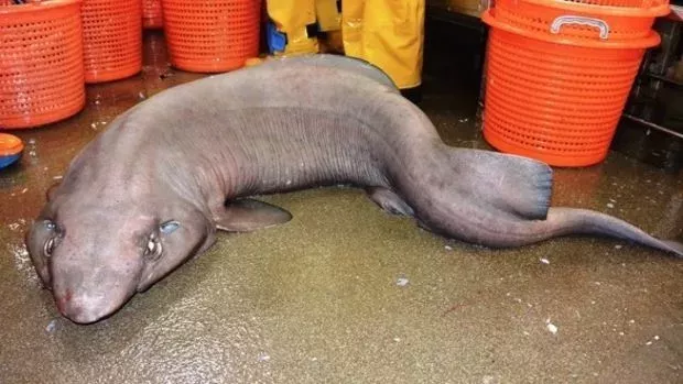 Bizarre Meereskreatur in Schottland gefangen