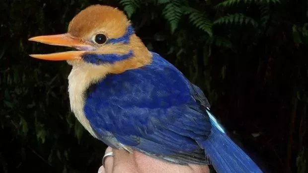 Endlich! Profis fotografieren erstmals diesen äußerst seltenen Vogel