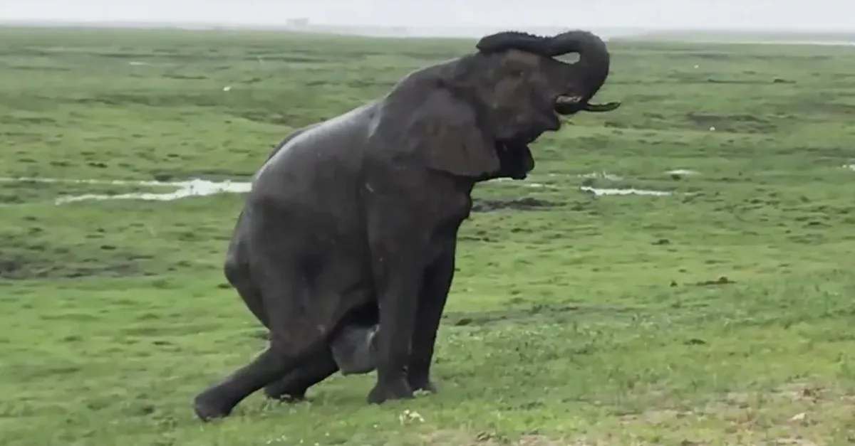 Elefantengeburt in Wildpark in Afrika: Herde eilt zum Schutz herbei