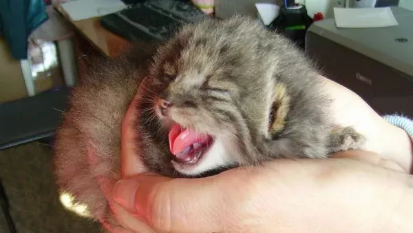Ein russischer Bauer findet vier seltene Wildkätzchen in seiner Scheune