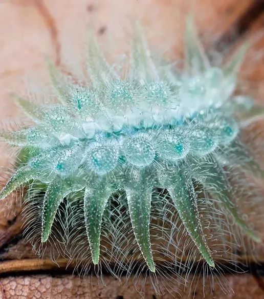 15 unglaubliche Verwandlungen von der Raupe zum Schmetterling