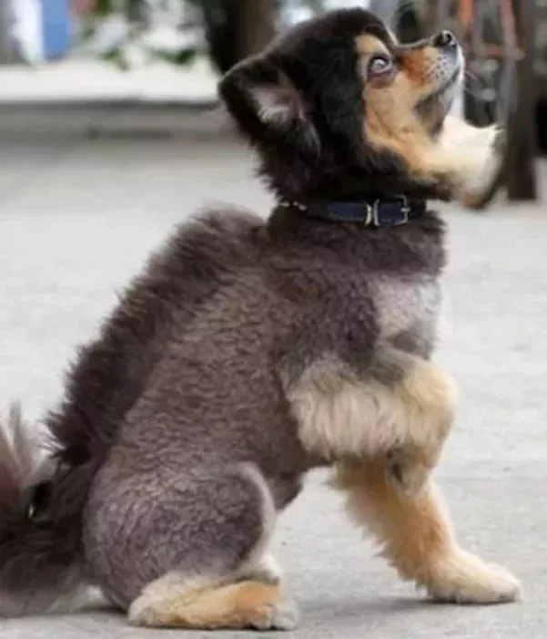 Tierfrisuren: Wie kann man seinem Hund so etwas antun?