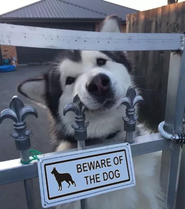 Bei diesen 15 Hunden bringt selbst das Warnschild nichts mehr