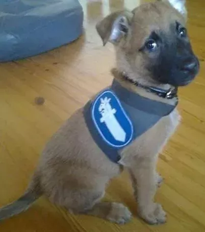 20 Hundewelpen und ihre zukünftigen Dienstuniformen