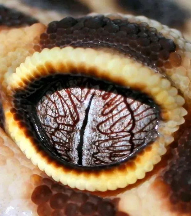 Die außergewöhnlichen Augen dieser Tiere werden euch hypnotisieren