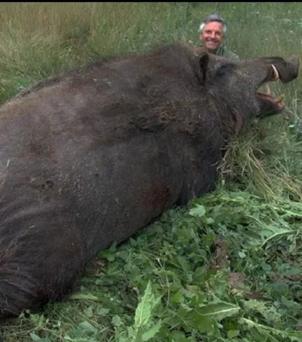 Das größte Wildschwein der Welt: Das Sus Scrofa Attila ist das Monster der türkischen Wälder