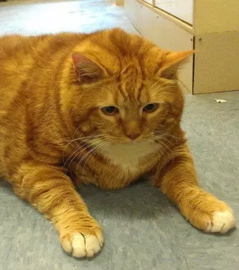 Die dickste Katze der Welt