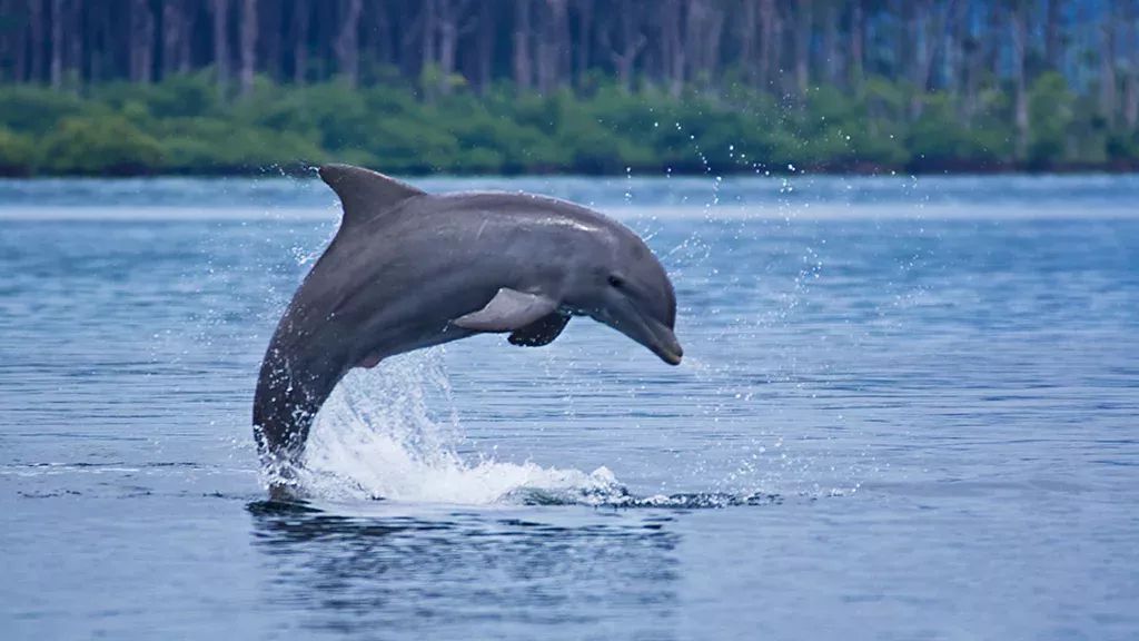 Delfin