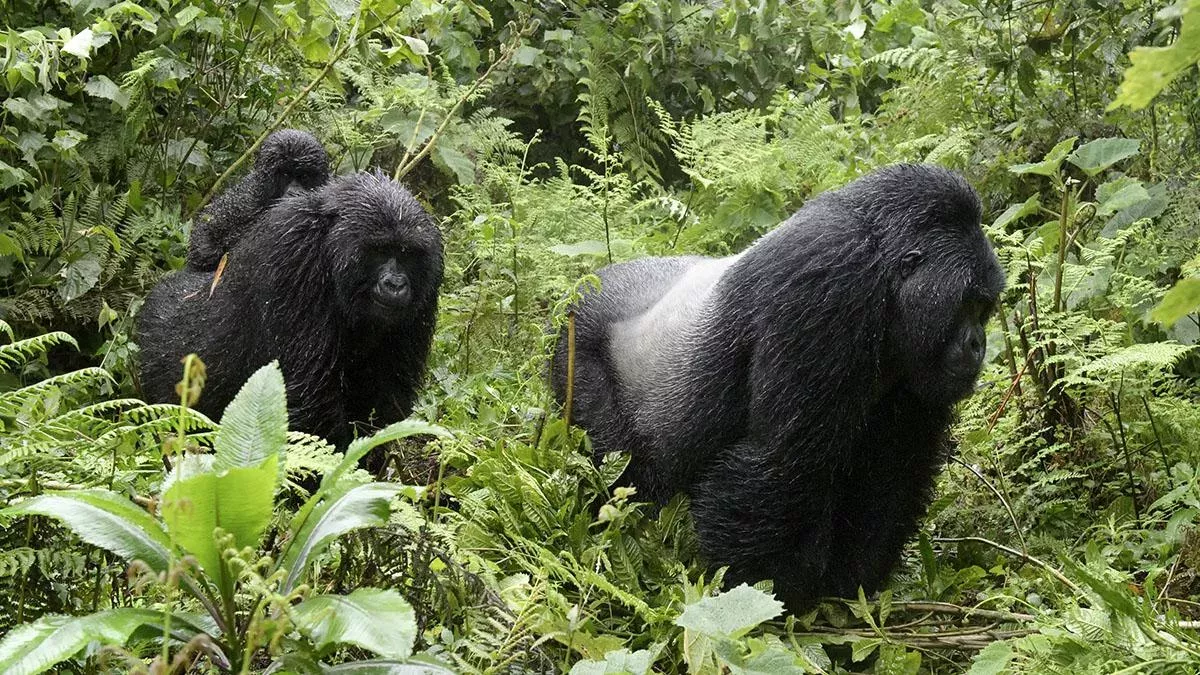 Die witzige Reaktion von Gorillas sorgt auf Facebook für Aufsehen