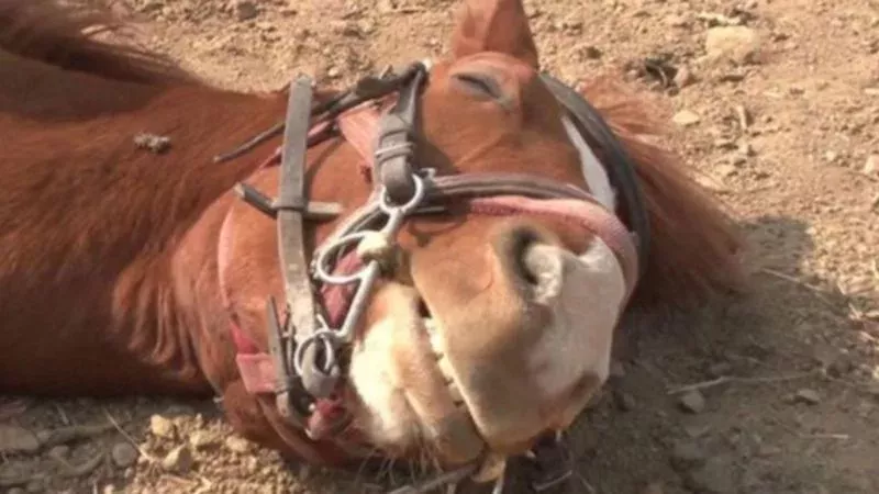 Dieses Pferd stellt sich tot, sobald jemand auf ihm reiten will
