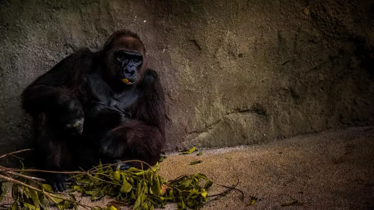 Ein Gorilla mit einer Pflanze im Zoo von Sanford