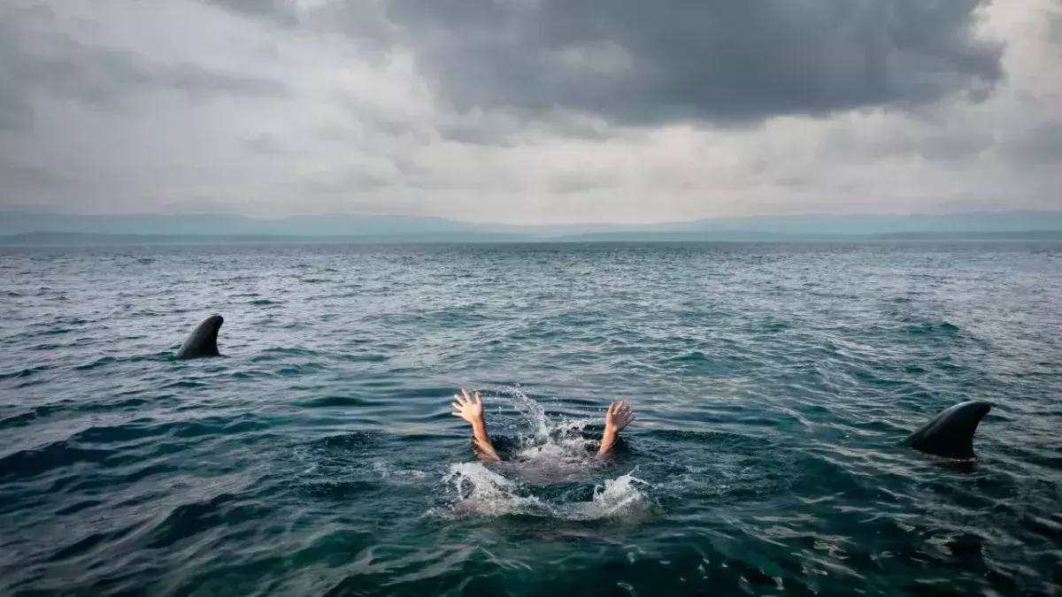 In einem TikTok-Video kommt es zum Aufeinandertreffen zwischen Hai und Schwimmern. 