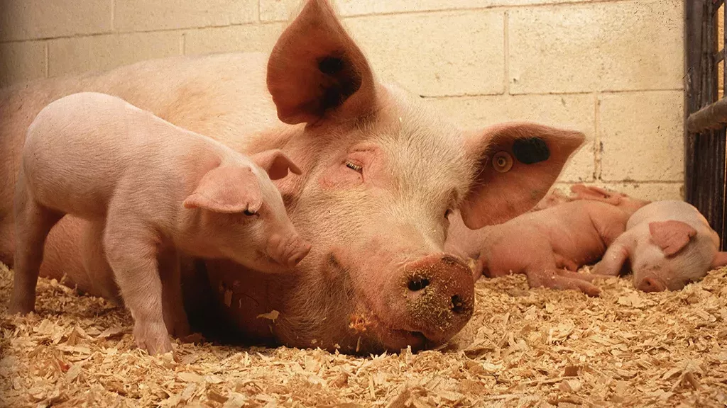 Eklig oder niedlich? Eines der Ferkel ist ein Mutant! (Video)