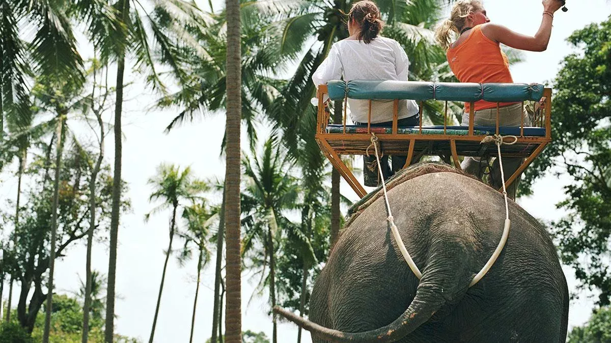 Elefanten in Thailand