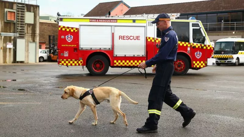 "Er hat es innerhalb von 25 Min. gefunden": Können Spürhunde Covid-19 riechen?